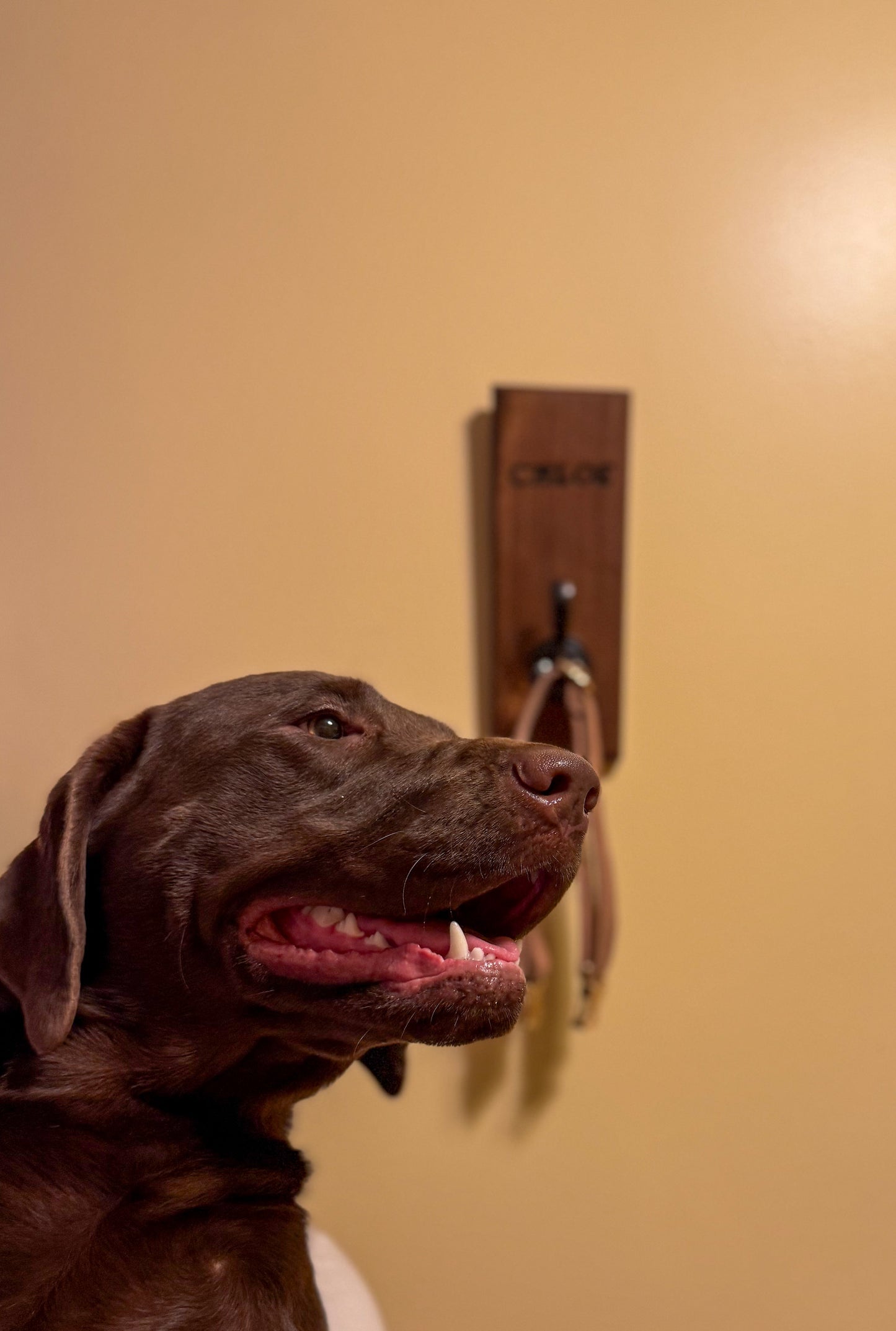 Custom Hardwood Dog Leash & Collar Holder