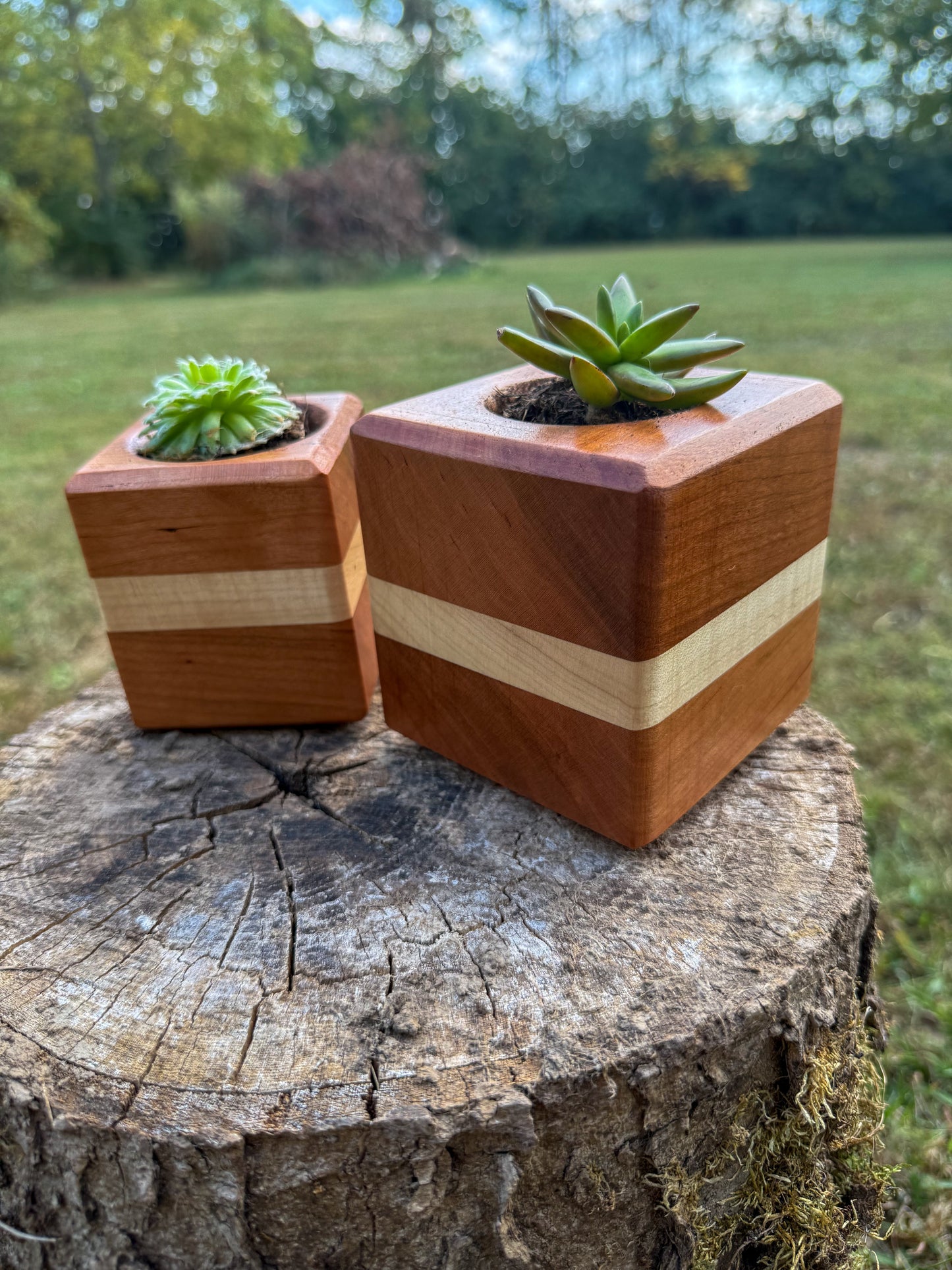 Handmade Cherry & Maple Hardwood Succulent Planter